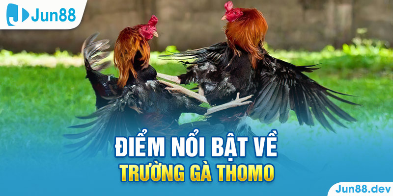 Điểm nổi bật về trường gà Thomo hiện nay